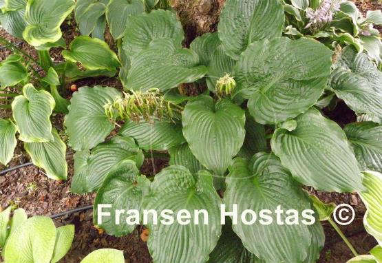 Hosta Lakeside Full Tide